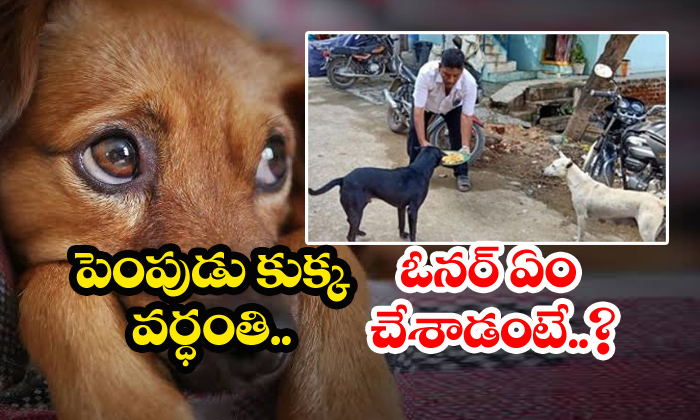  Man Gives Biryani Party To Street Dogs-TeluguStop.com