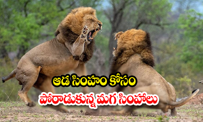  Two Male Lions Fight For Female Lion-TeluguStop.com