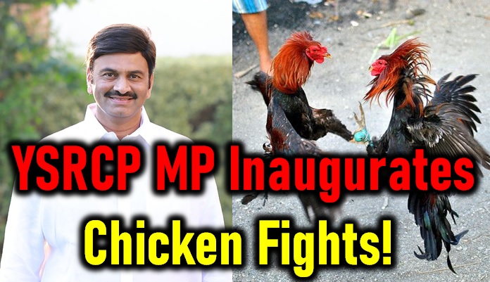  Ysrcp Mp Raghu Rama Krishna Raju Inaugurates Chicken Fights!-TeluguStop.com