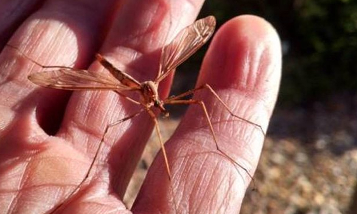 Telugu Ejeqwillobo, Lobo Mosquito, Monstermosquito, Mosquito, Netizensshocked, S Telugu Ejeqwillobo, Lobo Mosquito, Monstermosquito, Mosquito, Netizensshocked, S