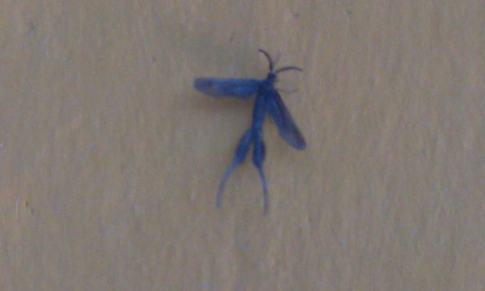 Telugu Ejeqwillobo, Lobo Mosquito, Monstermosquito, Mosquito, Netizensshocked, S Telugu Ejeqwillobo, Lobo Mosquito, Monstermosquito, Mosquito, Netizensshocked, S