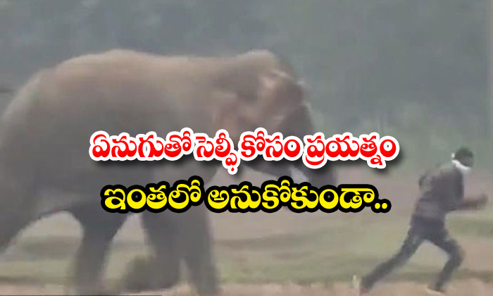  Selfie Trial With Elephant In Forest-TeluguStop.com