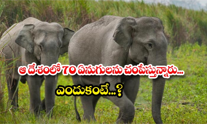  70 Elephants Killed In Australia-TeluguStop.com