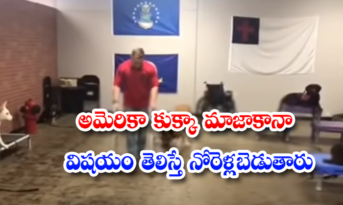  American Dog Doing Silly Activities In Training Center-TeluguStop.com