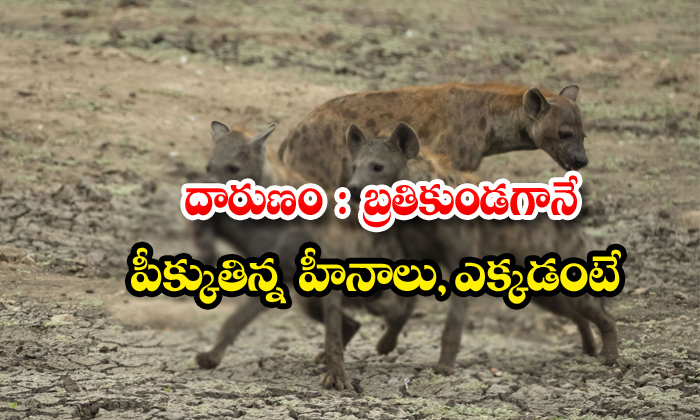  Baby Elephant Being Eaten Alive By Hyenas-TeluguStop.com