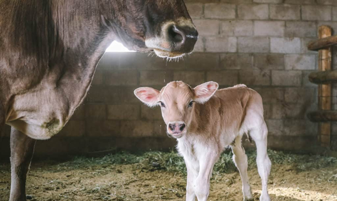 Telugu Baby Cow, Day, Days, Miracle, Telangana-