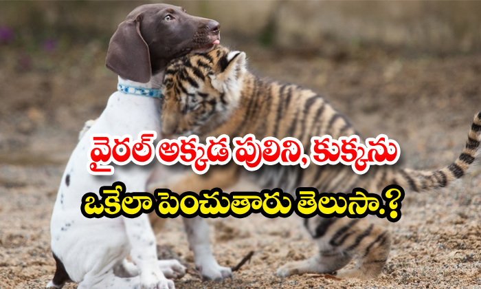  Viral Dogs And Tigers Are Raised Together-TeluguStop.com