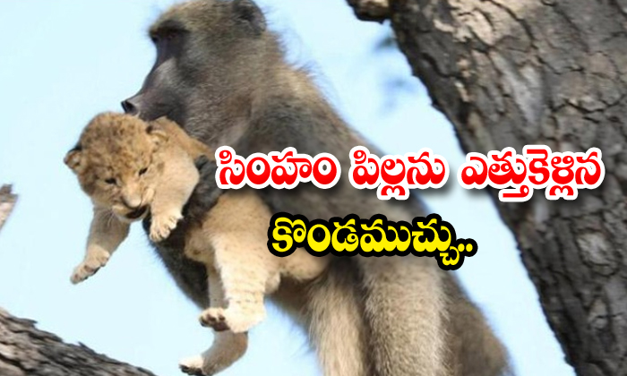 Baboon Steals Lion Baby In South Africa Video Goes Viral In Internet-TeluguStop.com