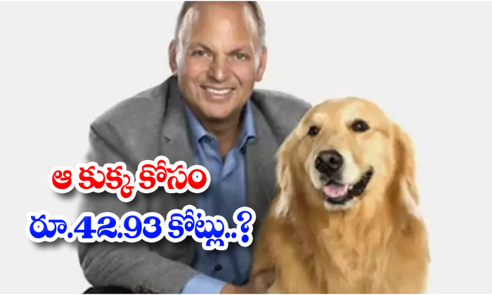  Ceo Spends 42crores For His Dog-TeluguStop.com