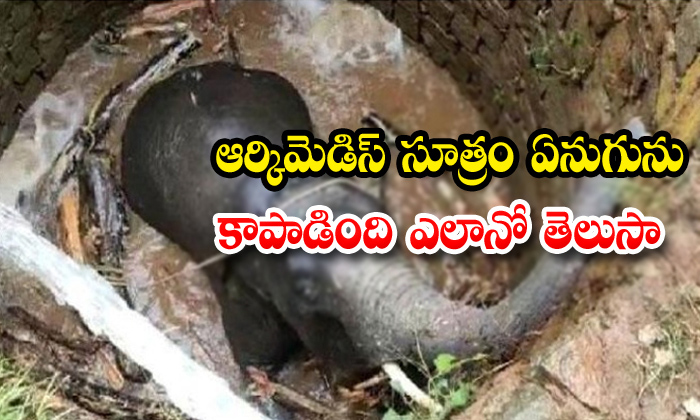  Elephant Rescued In Ramchi Jharkhand-TeluguStop.com
