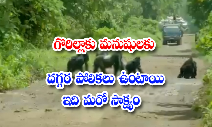  Gorilla Video Says How Leader Should Be Protect There People-TeluguStop.com