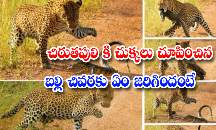  Lizard And Leopard Fights Video Goes Viral Social Media-TeluguStop.com