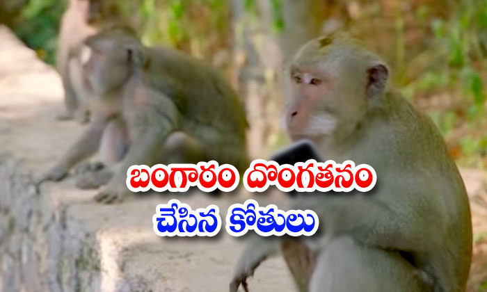  Monkey Thief Robs Jewellery At Komaram Bheem District-TeluguStop.com