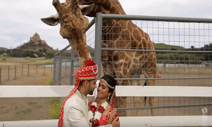  Wedding Photos With A Giraffe See What Happens In Last-TeluguStop.com