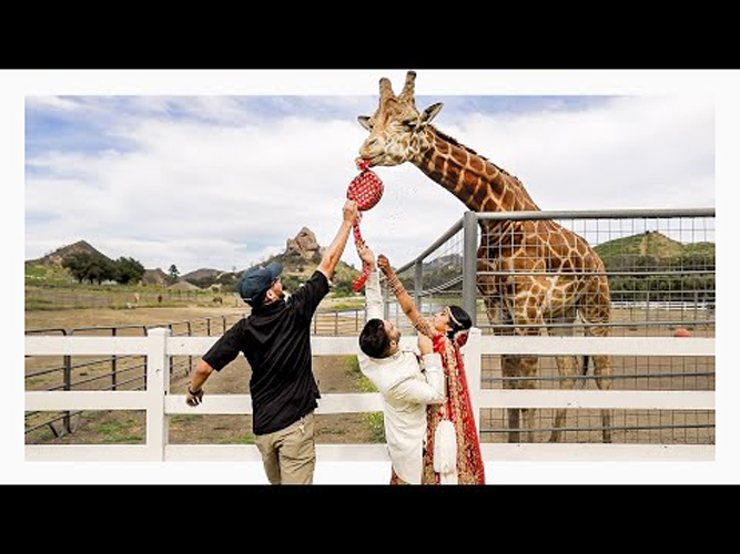 Telugu Giraffe, Romance-Latest News - Telugu