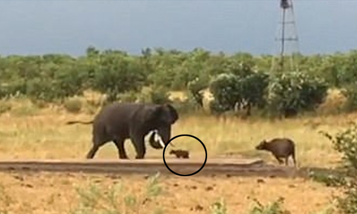  Baby Buffalo Trembled Elephant Video Goes Viral In Internet-TeluguStop.com