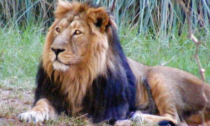  Bushy Dog Mistaken Lion In Spain-TeluguStop.com
