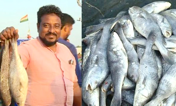  Huge Demand For Corona Fish At Mangalore Port-TeluguStop.com