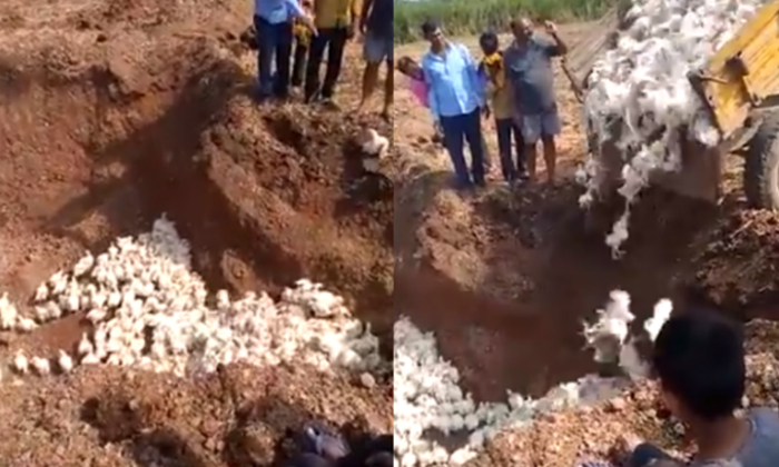  Karnataka Dejected Farmer Buried Thousands Of Chicken A Live-TeluguStop.com
