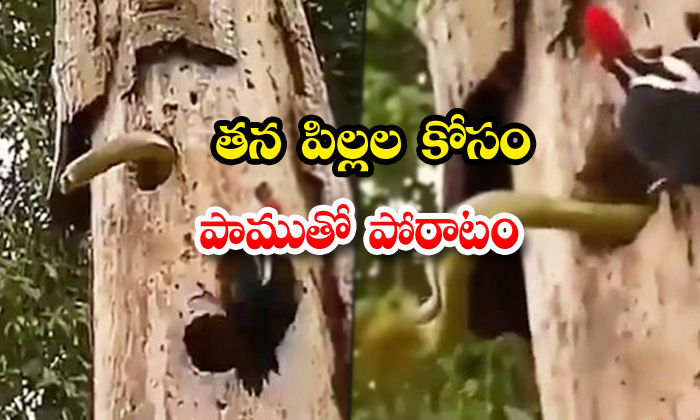  Viral Video Wood Pecker Fights With A Big Snake For His Chicks-TeluguStop.com