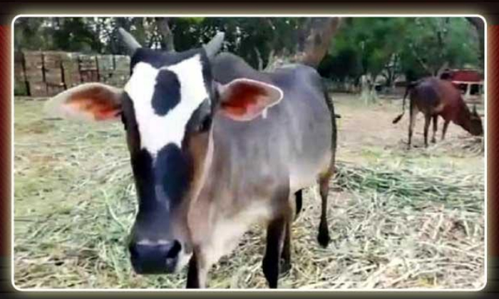  Cow Identified With Tirumala Balaji Thirunamam Tirumala, Ttd, Cow Identified Wi-TeluguStop.com