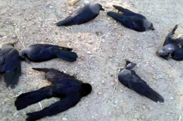  Corona Effect, Crows Death, Tamilnadu, Hungry Deaths-TeluguStop.com