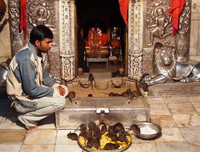 Telugu Deshnoke, Rajasthan, Rat Temple, Rats-Latest News - Telugu