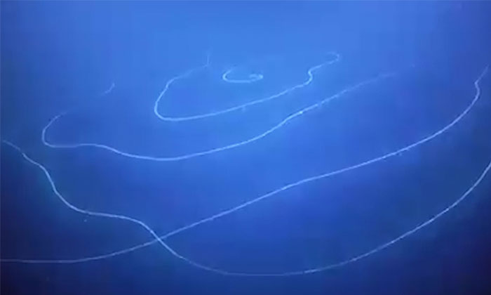  Longest Stringy Thing Floating In Ocean Surprises Scientists, Mysteries, America-TeluguStop.com