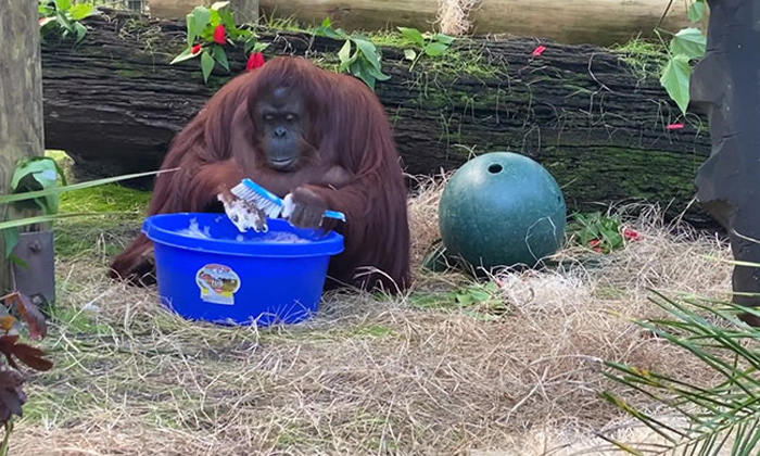  Orangutan, Washing Hands, Coronavirus, Social Media, Viral Videos-TeluguStop.com