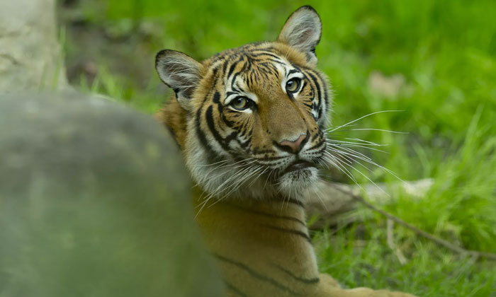  Tiger At The Bronx Zoo Tests Positive For Corona Virus, Covid-19, America, Newar-TeluguStop.com