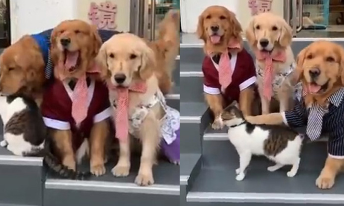  Dogs Forced Cat To Place In Order For Group Photo, Dogs,  Group Photo, Social Me-TeluguStop.com