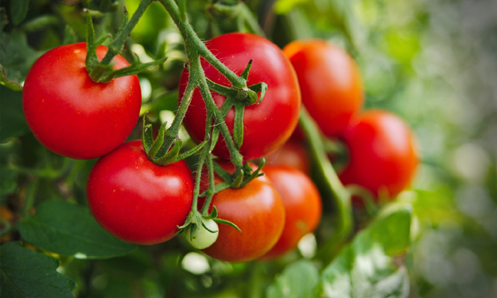  Telugu Nri's Began The ‘tomato Challenge’ To Help Farmers In Andhra Pradesh-TeluguStop.com