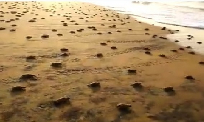  Two Million Turtles Going Back To Beach  Turtles, Sea Beach, Two Million Turtles-TeluguStop.com