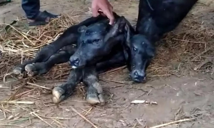  A Buffalo That Gives Birth To A Two Headed Calf, Buffalo,birth To A Two Headed-TeluguStop.com