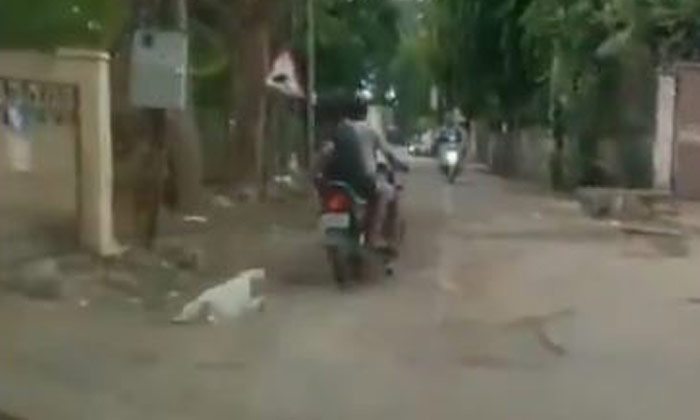  Another Atrocity In Maharashtra, A Man Who Tied A Dog With A Belt, Dog With Belt-TeluguStop.com