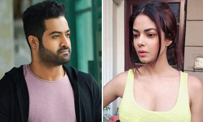 Telugu Meera Chopra, Ntr Fans, Ntr Fans Bad-