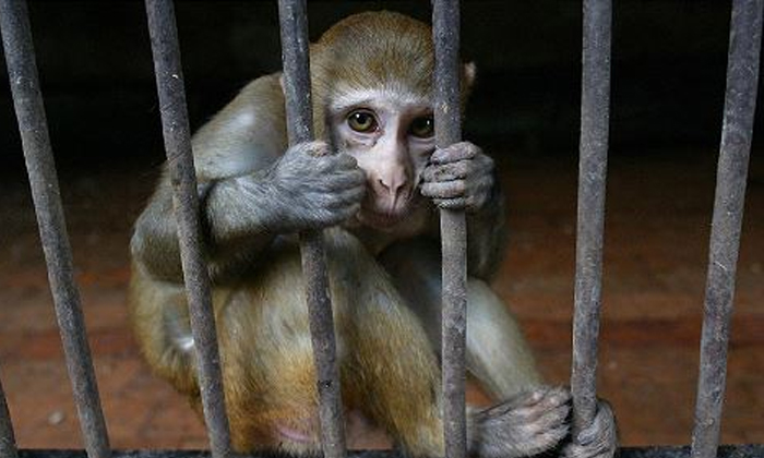  The Monkey Who Bitten 250 People Was Sentenced To Life Imprisonment,monkey,monke-TeluguStop.com