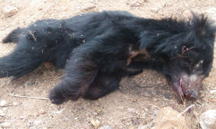  Bear, Men Killed, General Telugu News, Two Men Killed Bear Children-TeluguStop.com