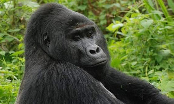  Rafiki, Uganda's Rare Silverback ,gorilla,uganda,national Park-TeluguStop.com