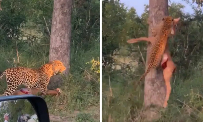  Leopard Climbing A Tree With Deer Leopard,leopard Climbing,tree,deer, Social Med-TeluguStop.com