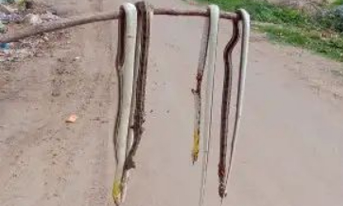  50 Dangerous Snakes In Grass , Snakes, Nalagonda, Akaram Village 50 Snakes In Gr-TeluguStop.com