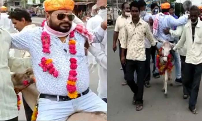  Groom, Donkey, Marriage, Indore, Winter Season,-TeluguStop.com