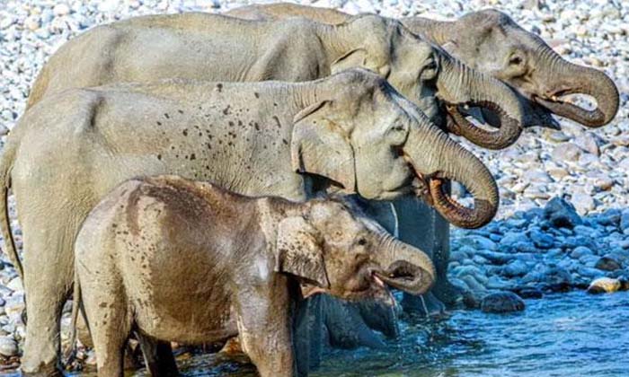  Elephants, Puzzle Photo, Viral, Internet-TeluguStop.com