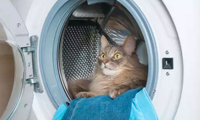  Cat Sleeps In Washing Machine And Miraculously Survives 12 Minute Cycle,cat Slep-TeluguStop.com