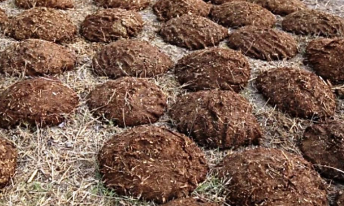  Chhattisgarh To Procure Cow Dung From Farmers For Vermicompost, Chhattisgarh, Ve-TeluguStop.com