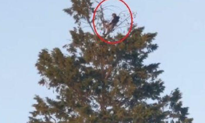  Man Enjoys Solo 'picnic' Atop A 60-foot Tree In A Park Because Of Social Distanc-TeluguStop.com