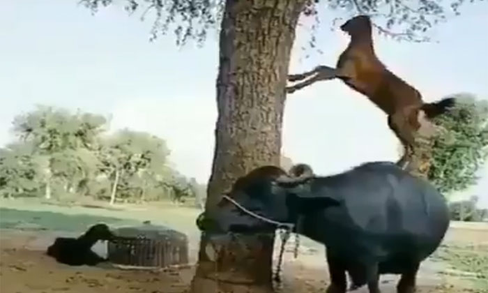 Smart Goat Finds Amusing Way, Eat The Leaves Of Tree, Animals, Humanity-TeluguStop.com