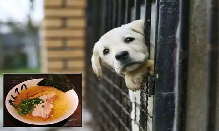  Bok Nal Season, South Korea, Dogs, Killed, Soup, Dog Soup, Bosintang, Dog Eating-TeluguStop.com