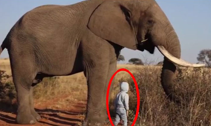  Son Of Wild Photographer Goes Near Elephant, Elephant, Safari Jungle, Zimbabwe-TeluguStop.com