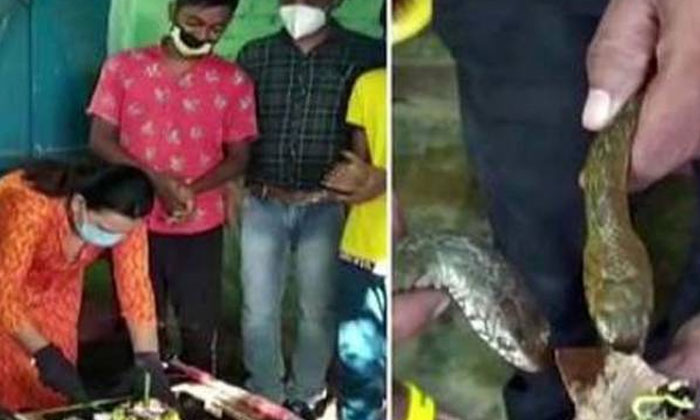 Telugu Jamshedpur, Snake Catcher, Snake Day, Snakeday-